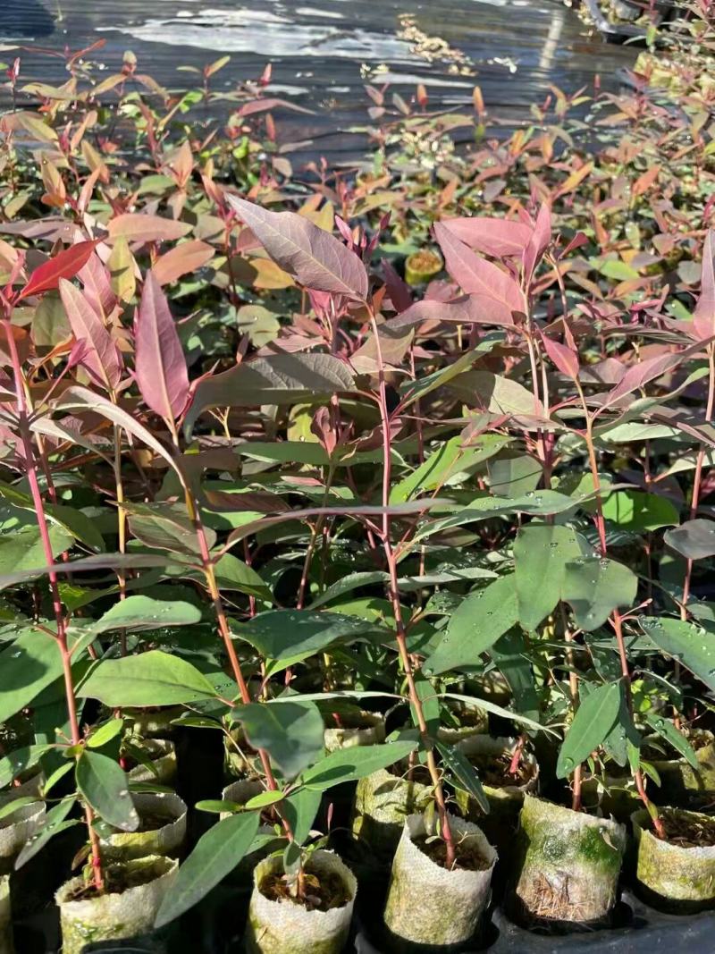 按树苗
