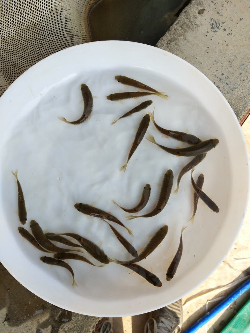 军鱼鱼优质军鱼苗青竹鲩鱼光倒刺鲃鱼光鱼河坚，青波鱼苗倒