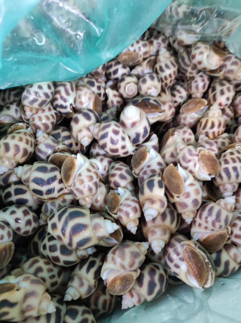 东风螺，香螺，海南花螺，越南花螺，短尾螺