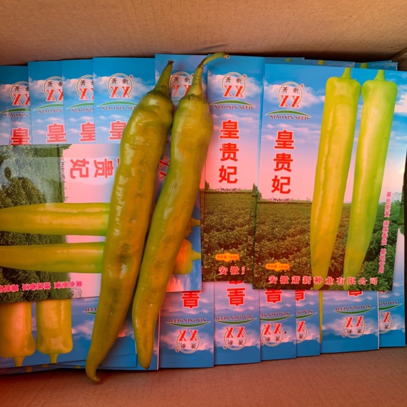 萧新皇贵妃淡黄色浓辣型尖椒种子果色亮黄皮尖椒种子基地专用