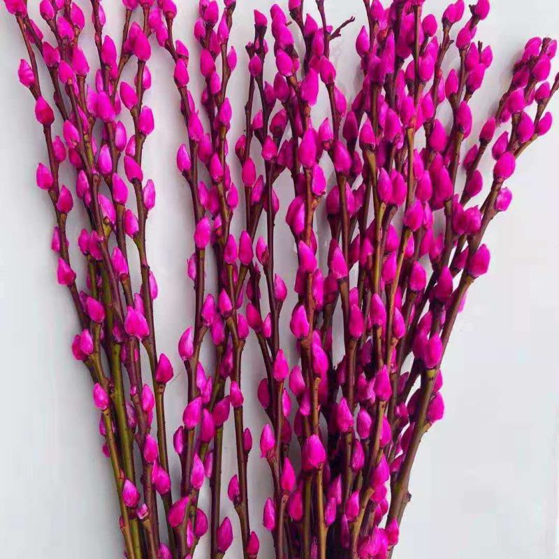 【正品保障】银柳真花鲜枝年宵花卉银柳干花花束彩色柳枝耐寒