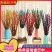 【正品保障】银柳真花鲜枝年宵花卉银柳干花花束彩色柳枝耐寒