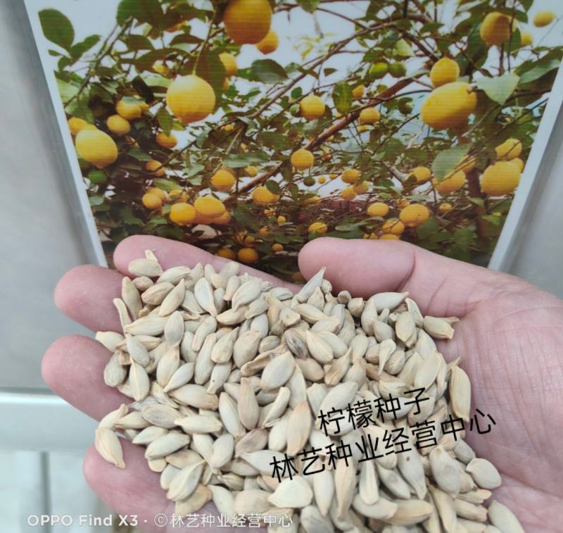 柠檬种子林木种籽国产散装四季多年生工程绿化观叶种孑