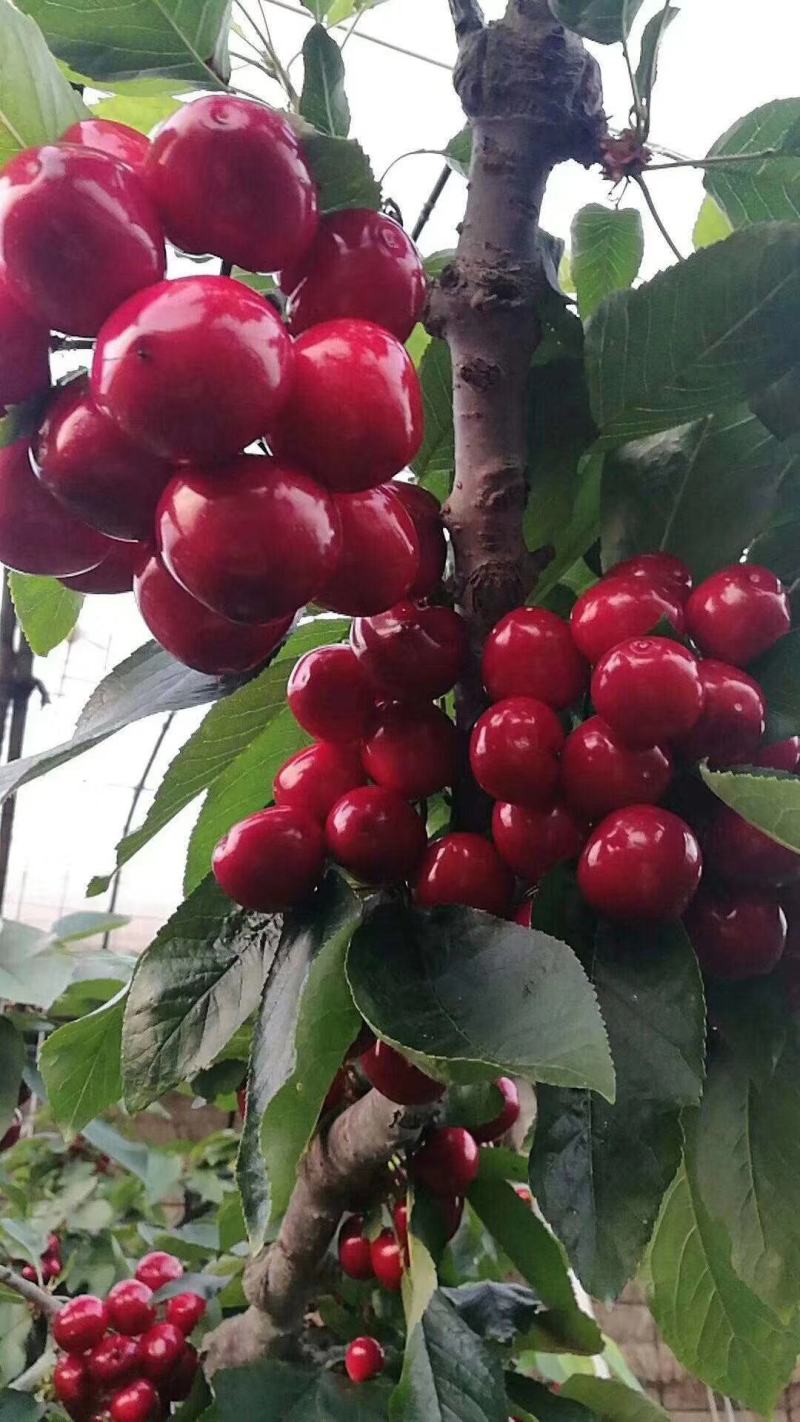 新品种齐早大樱桃树苗俄八鲁樱3号辉煌1—5