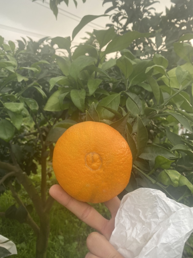 春见耙耙柑纯甜大量上市，产地蓄势待发，期待你的光临