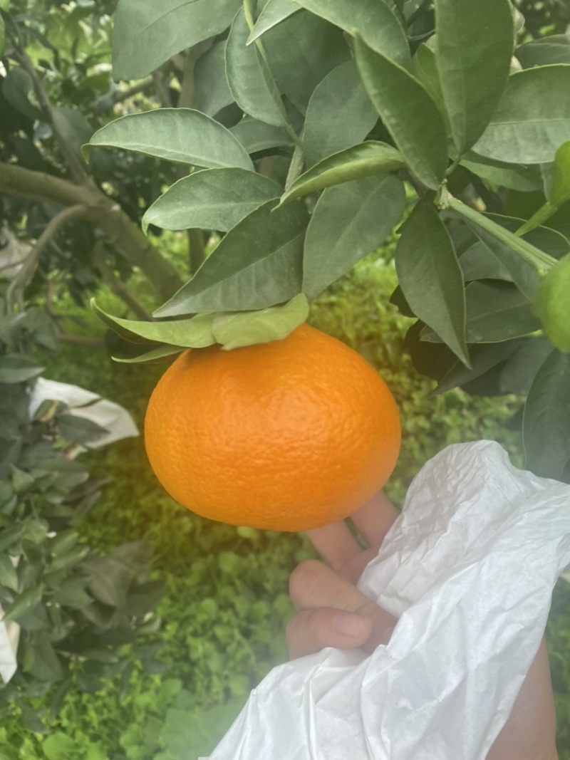 春见耙耙柑纯甜大量上市，产地蓄势待发，期待你的光临