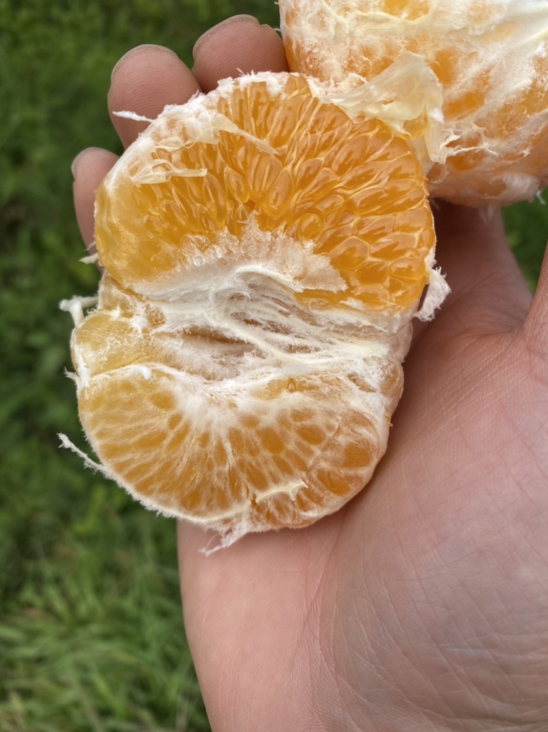 春见耙耙柑纯甜大量上市，产地蓄势待发，期待你的光临
