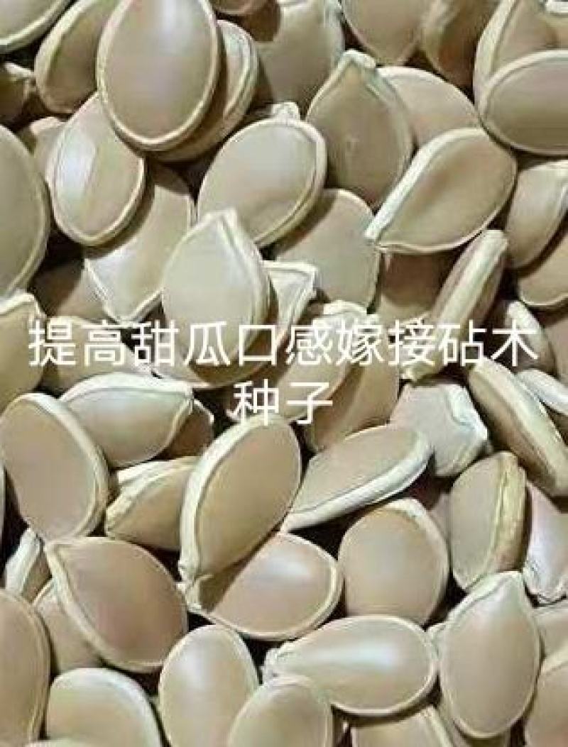 提高甜瓜甜度的甜瓜嫁接西瓜砧木种子产品甜度高口感特好