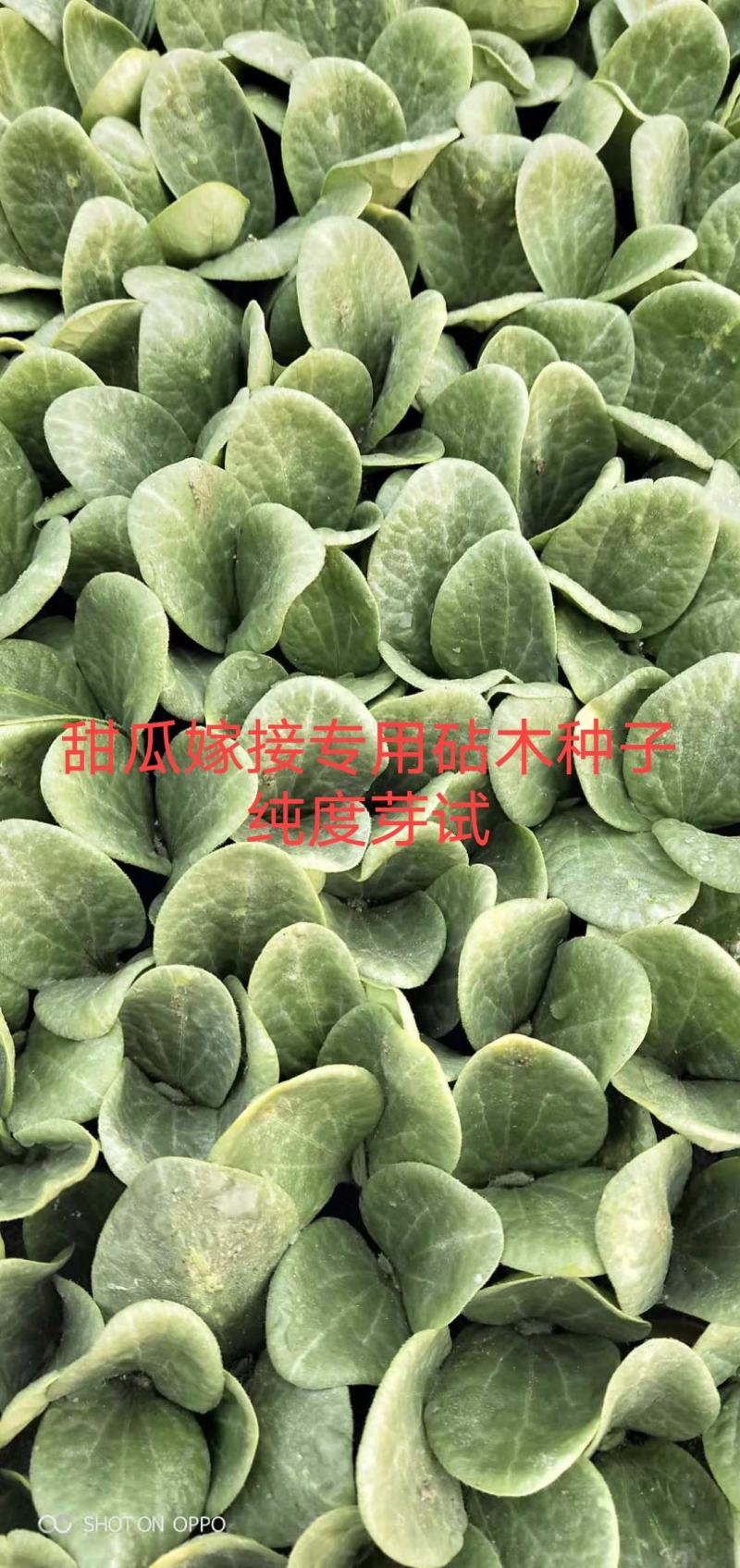 提高甜瓜甜度的甜瓜嫁接西瓜砧木种子产品甜度高口感特好