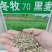 冬牧70黑麦草籽种优质牧草种子鸡鸭鹅牛羊马猪喂养