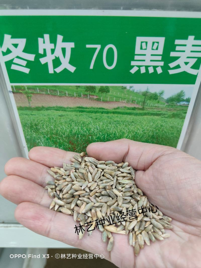 冬牧70黑麦草籽种优质牧草种子鸡鸭鹅牛羊马猪喂养
