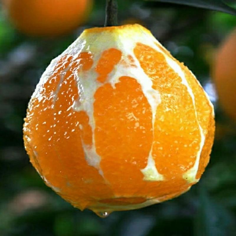『一件玳发』金堂脐橙，高山脐橙，脐橙，对接电商微商