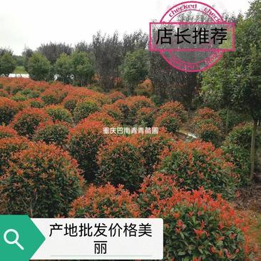 重庆巴南区苗圃批发红叶石楠球量大价格越美丽
