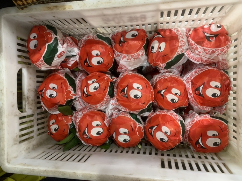 湖北丑橘，不知火，货源充足，产地直销！！