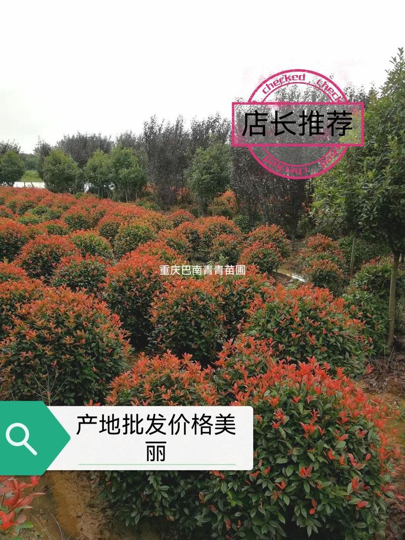 重庆巴南区苗圃批发红叶石楠球量大价格越美丽