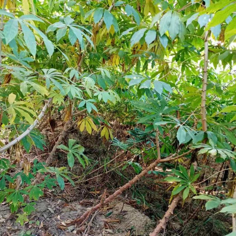 木薯广西面包木薯无毒粉糯木薯新鲜红皮白肉木薯香甜粗粮树薯