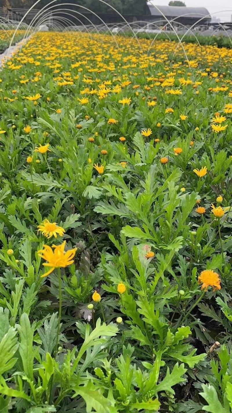 木春菊，西洋菊，法兰西菊，木春菊价格，成都木春菊批发