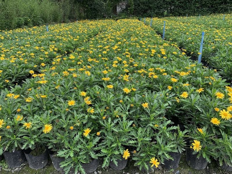 木春菊，西洋菊，法兰西菊，木春菊价格，成都木春菊批发