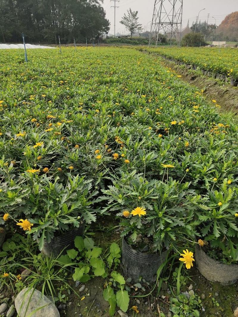 木春菊，西洋菊，法兰西菊，木春菊价格，成都木春菊批发