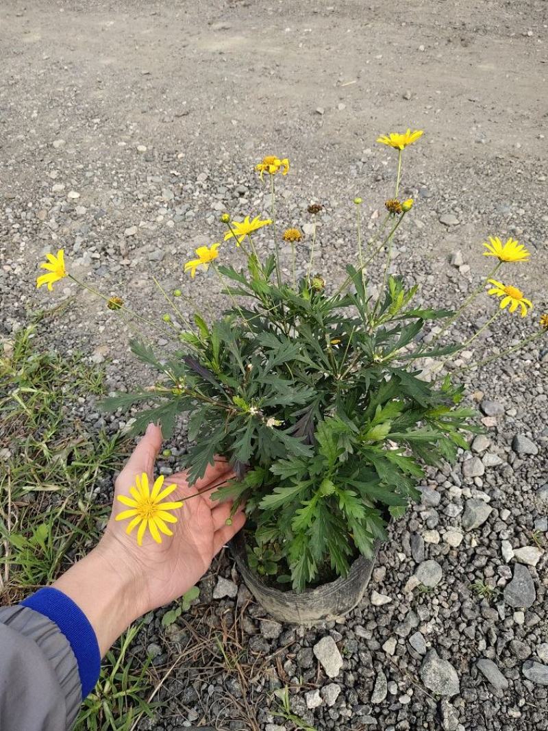 木春菊，西洋菊，法兰西菊，木春菊价格，成都木春菊批发