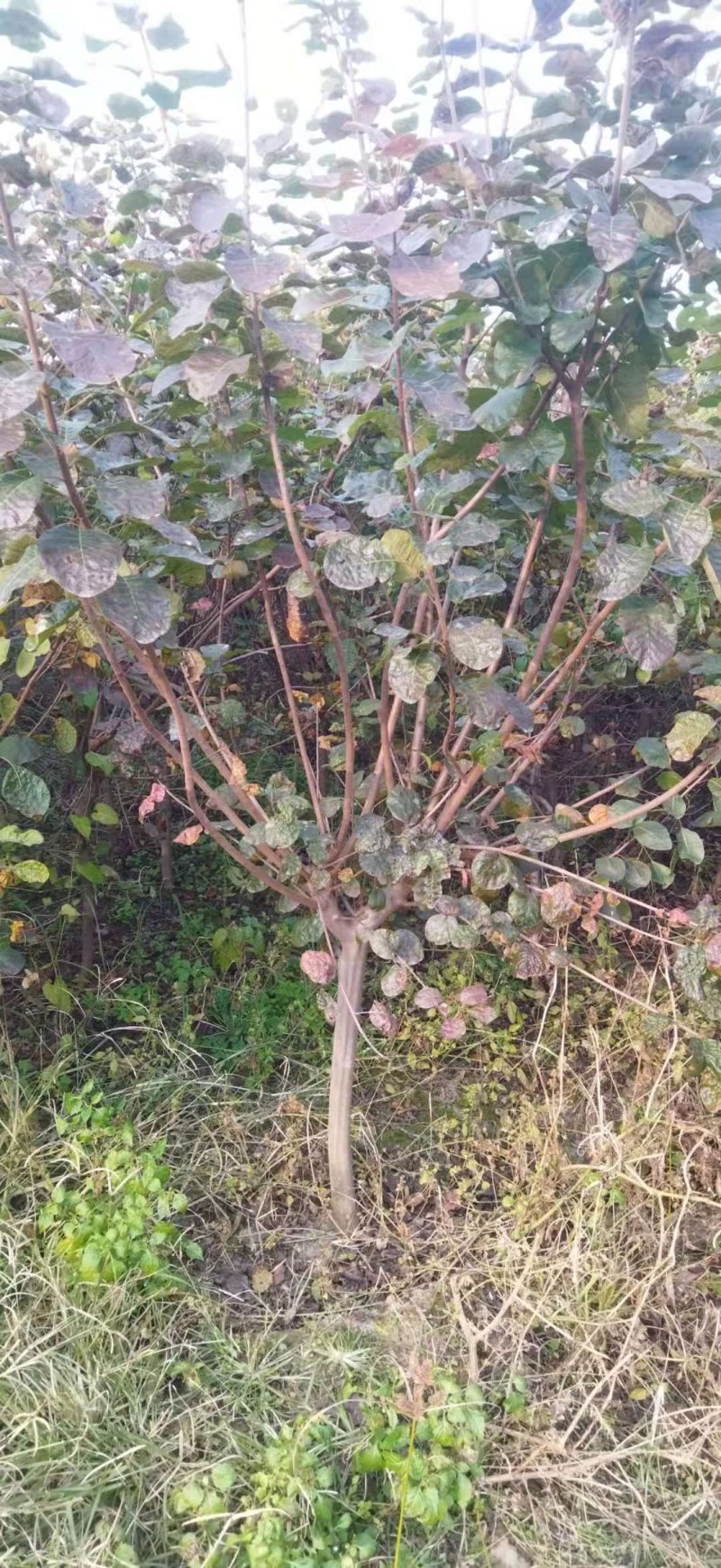 黄栌树苗