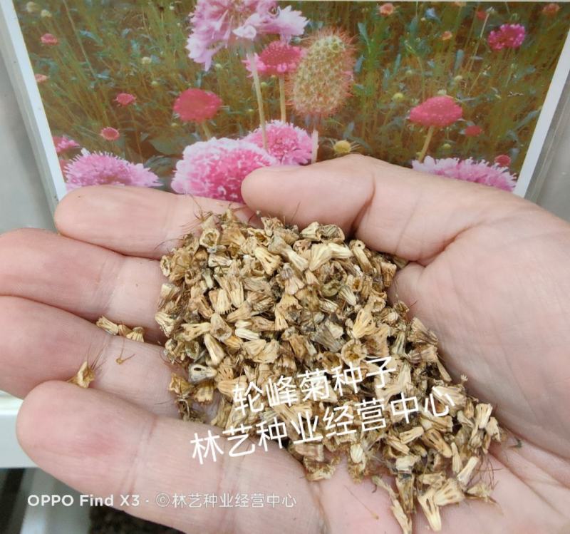 轮峰菊种子观花种籽国产散装四季多年生庭院观叶种孑