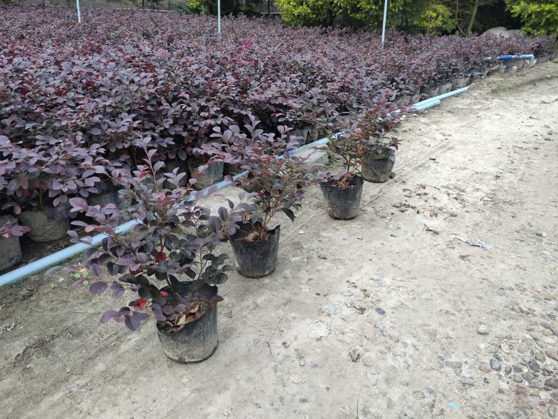 红继木，红花檵木基地，四川红继木价格，成都红继木批发