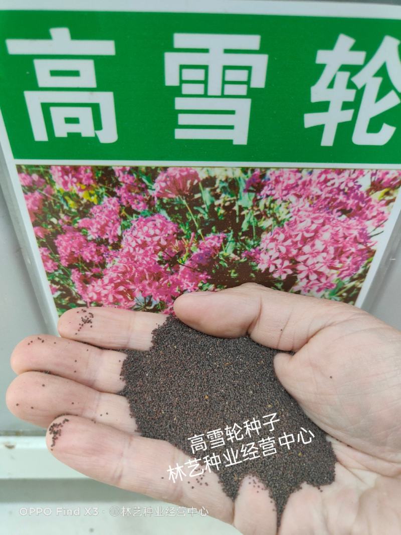 高雪伦籽种花卉景观绿化观赏花海公园庭院绿植