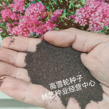 高雪伦籽种花卉景观绿化观赏花海公园庭院绿植