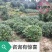 重庆巴南区赚宝苗圃茶梅球基地专业批发15年