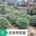 重庆巴南区赚宝苗圃茶梅球基地专业批发15年