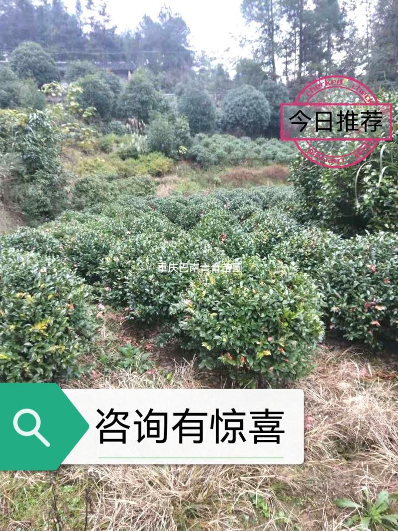 重庆巴南区赚宝苗圃茶梅球基地专业批发15年