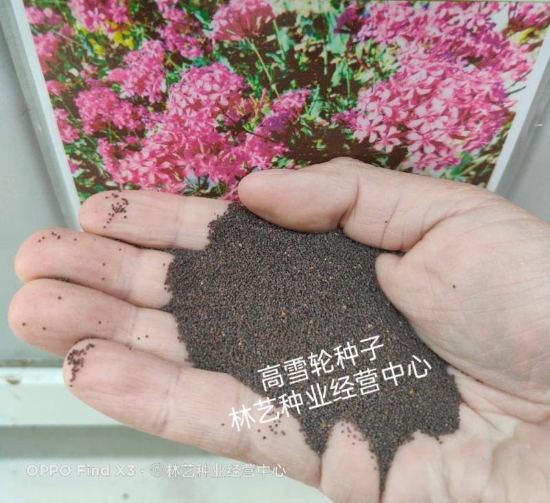 高雪轮种子花种籽子四季开花室外花卉庭院矮雪轮草花种子