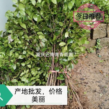 重庆巴南区茶花基地批发各种规格价格美丽诚信经营