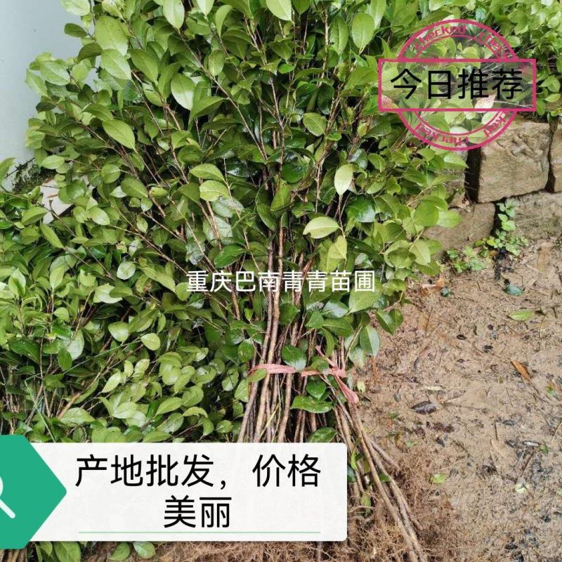 重庆巴南区茶花基地批发各种规格价格美丽诚信经营