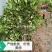 重庆巴南区茶花基地批发各种规格价格美丽诚信经营