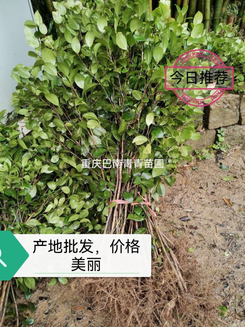 重庆巴南区茶花基地批发各种规格价格美丽诚信经营