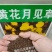 黄花月见草种子春秋播种待霄草耐旱耐盐碱香味观赏盆栽