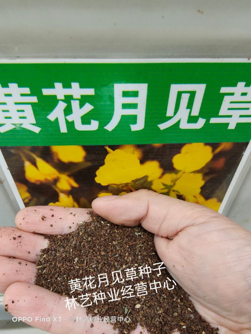 黄花月见草种子春秋播种待霄草耐旱耐盐碱香味观赏盆栽