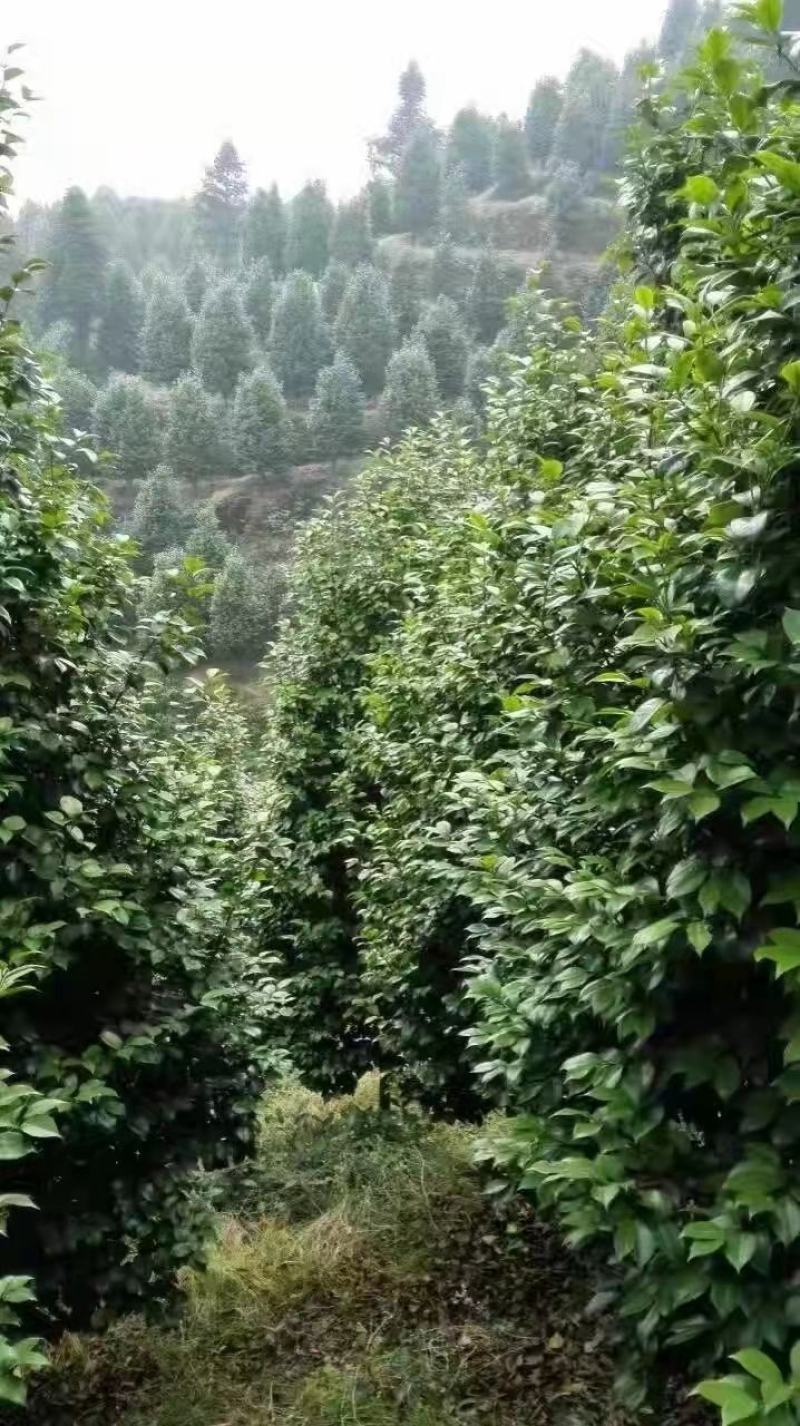 重庆巴南区茶花基地批发各种规格价格美丽诚信经营
