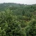 重庆巴南区茶花基地批发各种规格价格美丽诚信经营