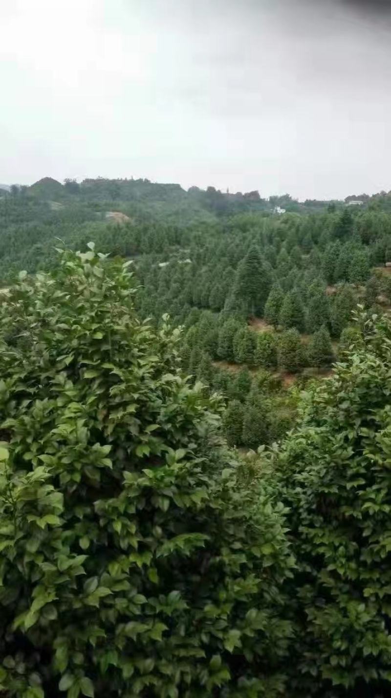 重庆巴南区茶花基地批发各种规格价格美丽诚信经营