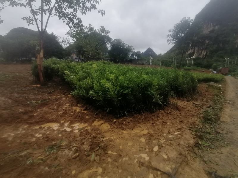 坚果嫁接苗，桂热1号