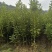 坚果嫁接苗，桂热1号