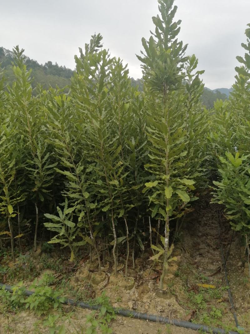 坚果嫁接苗，桂热1号