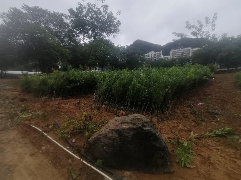 坚果嫁接苗，桂热1号