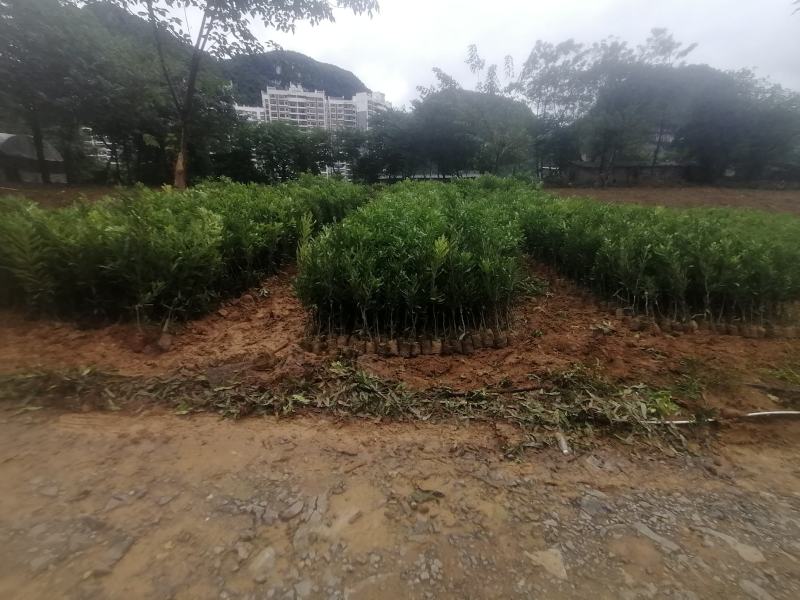 坚果嫁接苗，桂热1号