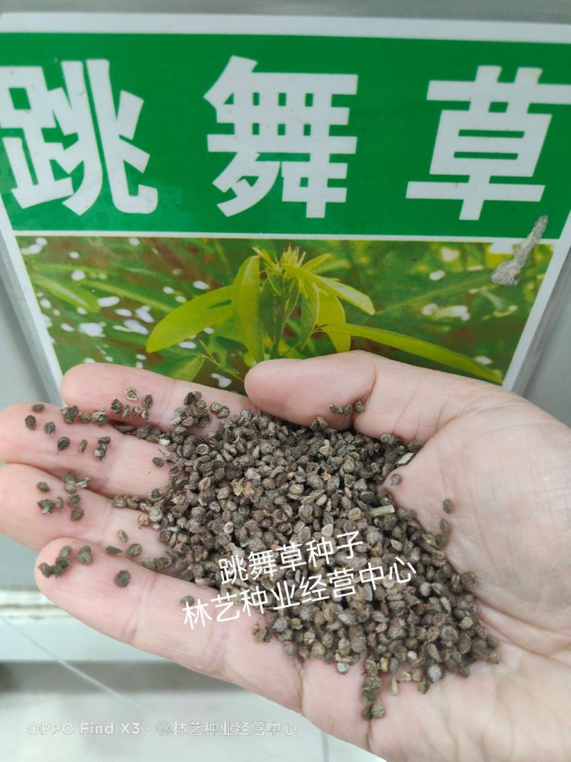 跳舞草种子会动的植物阳台观叶植物种子奇趣盆栽观叶花卉