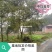 重庆巴南区赚宝苗圃移栽熟货朴树量大价格美丽