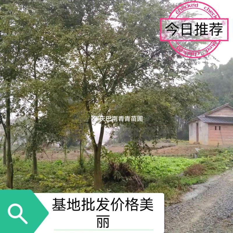 重庆巴南区赚宝苗圃移栽熟货朴树量大价格美丽